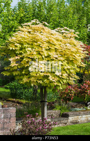 Miniature Japanese Maple tree with yellow leaves in an English garden - summertime. Stock Photo