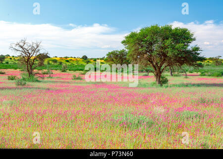 Violet blooming Kalahari desert after rain season, South Africa wilderness Stock Photo