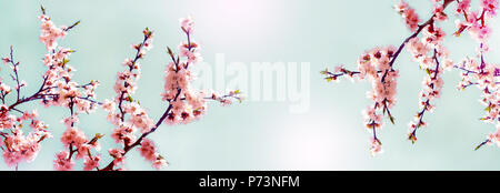 Cherry pink blossoms close up. Blooming cherry tree. Spring floral background.  Place for text. Panoramic format Stock Photo