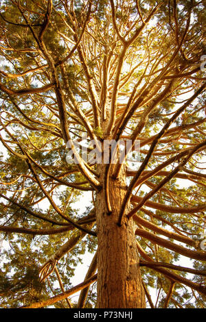 View of the crown and trunk of a giant sequoia (Sequoiadendron giganteum ) close-up Stock Photo