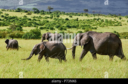 A group of four African elephants ( Loxodonta africana) walking on the Savannah. National park Masai Mara, Kenya Stock Photo