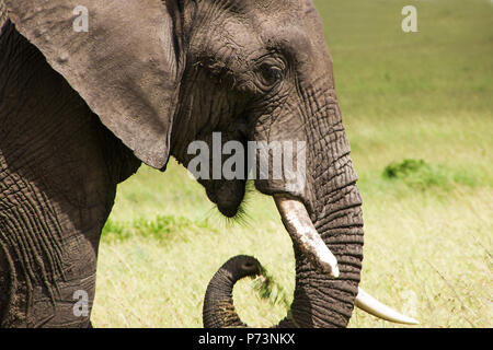 Head of african elefant close up. Animal in wildlife. Savannah elephant ( Loxodonta africana) is the largest living land animals Stock Photo