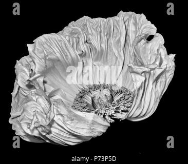 Floral fine art still life detailed monochrome macro flower portrait of a single isolated white satin/silk poppy wide open blossom isolated,black back Stock Photo