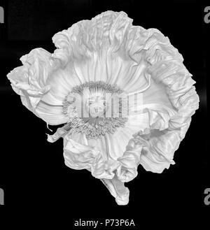 Floral fine art still life detailed monochrome macro flower portrait of a single isolated white satin/silk poppy wide opened blossom isolated on black Stock Photo