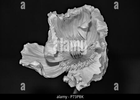 Floral fine art still life detailed monochrome macro flower portrait of a single isolated white  satin/silk poppy wide opened blossom isolated Stock Photo