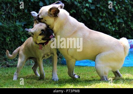 Two dogs playing in the garden. One is a one year old male Pug and the other is a three month old female 'Chug' (Chihuahua cross Pug). Stock Photo