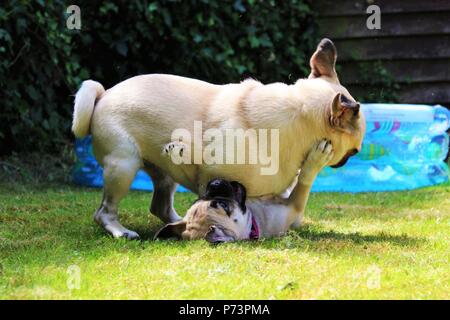 Two dogs playing in the garden. One is a one year old male Pug and the other is a three month old female 'Chug' (Chihuahua cross Pug). Stock Photo