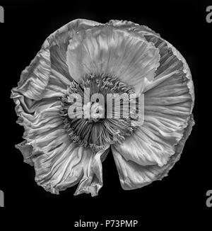 Floral fine art still life detailed monochrome macro flower portrait of a single isolated wide opened satin/silk poppy blossom,black background Stock Photo
