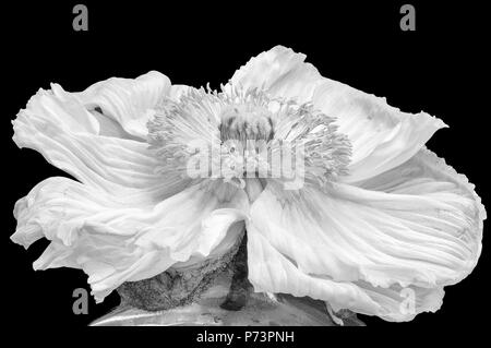Floral fine art still life detailed monochrome macro flower portrait of a single isolated white satin/silk poppy blossom,black background, detailed Stock Photo