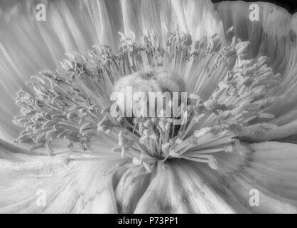Floral fine art still life detailed bright monochrome macro flower portrait of a the inner of a single isolated wide opened satin/silk poppy blossom Stock Photo