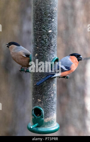 Eurasian bullfinch male (Pyrrhula pyrrhula) - selective focus Stock ...