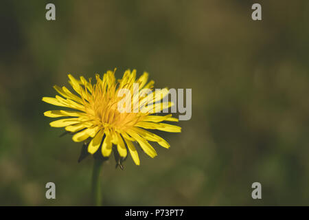 Single stem of common dandelion (Taraxacum officinale) in bloom with green bokeh background Stock Photo