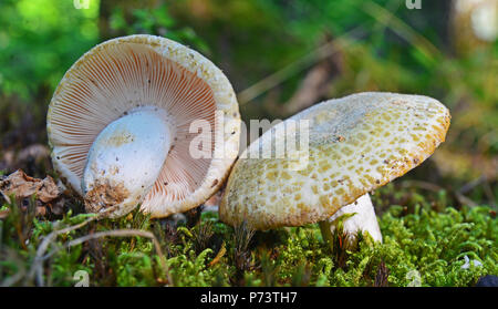 edible russula virescens mushroom in the forest Stock Photo