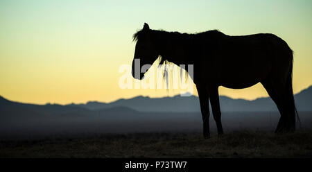 Wild Horses - Equus caballus - Desert adapted horse of the Namib Desert.  Standing alone with shaggy mane silhouettted against the false dawn. Stock Photo