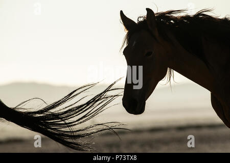 Wild Horses - Equus caballus - Desert adapted horses of the Namib Desert. Stock Photo