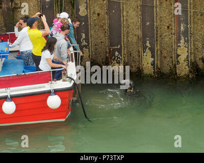 Newquay Harbour traditional tourist fun Stock Photo