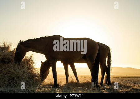 Wild Horses - Equus caballus - Desert adapted horses of the Namib Desert in the drought, eating hay as the sun sets with nothing else available. Stock Photo
