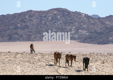 Four Wild Horses - Equus caballus - Desert adapted horses of the Namib Desert.  Crossing the barren desert with the mountains behind. Stock Photo