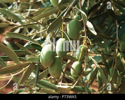 olives on the tree Stock Photo