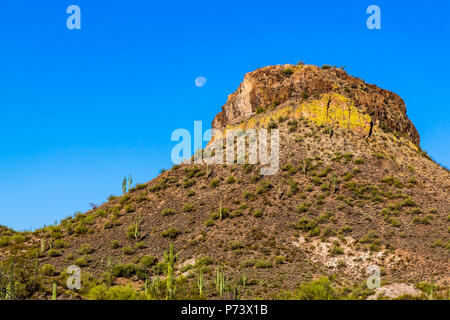 Moon in the clear blue desert sky near rocky hillside covered with native Saguaro cacti. In Arizona's Sonoran desert. Stock Photo