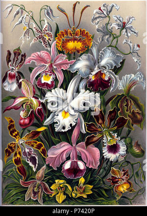 A lithographic color plate from Ernst Haeckel's Kunstformen der Natur of 1899 showing an artist's depiction of different varieties of orchids: Odontoglossum naevium = Odontoglossum naevium Lindl. Oncidium kramerianum = Psychopsis krameriana (Rchb.f.) H.G.Jones Odontoglossum ramosissimum = Cyrtochilum ramosissimum (Lindl.) Dalström Odontoglossum schroederianum = Oncidium schroederianum (O'Brien) Garay & Stacy Cattleya ballantiniana = Cattleya × ballantiniana Rchb.f. (C. trianae Linden & Rchb.f. × C. warscewiczii Rchb.f.) Cattleya mendellii = Cattleya mendelii Dombrain Cypripedium lemoinieri = P Stock Photo