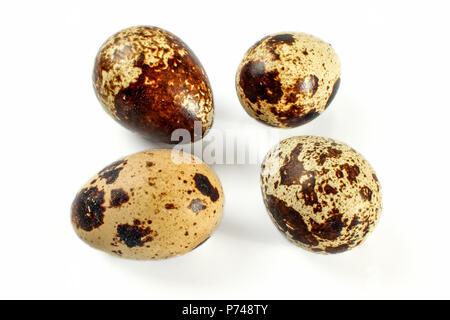 Four quail eggs isolated on white background. Stock Photo