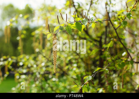White birch (Betula pubescens) flowers with blurred green sunlit forest in back. Abstract spring background. Stock Photo