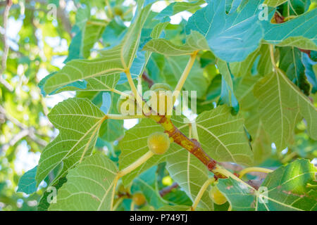 Figs ripening on a branch in a shady corner of a garden.Fig tree. Ripe fig fruits on tree branch.Green figs in a sunny day.Growing fig fruit Stock Photo