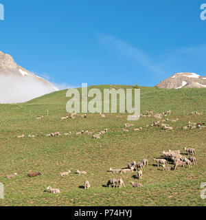 sheep in haute provence park mercantour near col de vars in sunny meadow with snow capped mountains Stock Photo