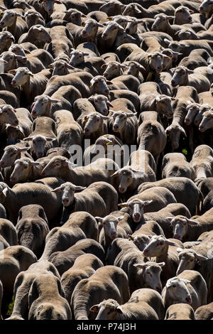 Flock of sheep crossing a transhumance road through the fields of the ...