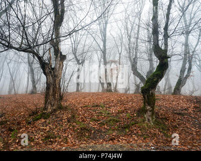 Fairy forest in fog, autumn scenery Stock Photo