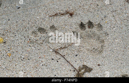 Eurasian or European otter (Lutra lutra) tracks on a sandy beach Stock Photo