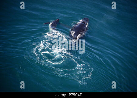 Humpback whale mother and baby off the shore of Ghana Stock Photo