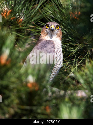 Female Sparrowhawk at nest site waiting for male to bring in prey Stock Photo