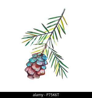 Autumn leaf - Western Hemlock Tree. Autumn maple leaf isolated on a white background. Watercolor illustration Stock Photo