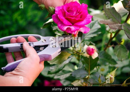 Woman hands with gardening shears cutting pink rose of the bush. Stock Photo