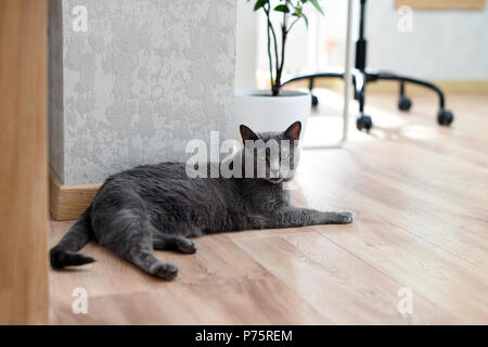 Russian blue cat laying under the table at home. Relaxing cat. Stock Photo