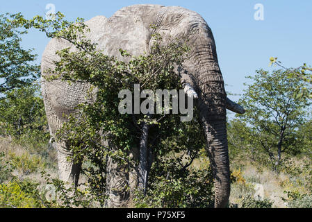 You can't see me.  Large bull elephant scratching on tree - looks like he's trying to hide Stock Photo