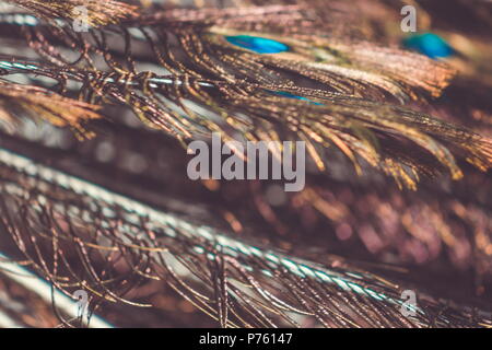 Abstract background image of a close up view of Peacock Feathers Stock Photo