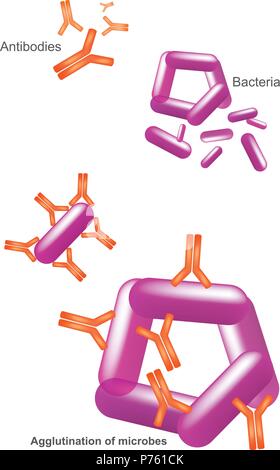 Antibody and Bacteria. Illustration Health care and medical infographic. Stock Vector