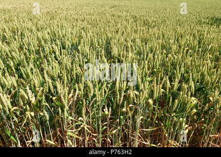 Wheat field in bright sunshine near Trimley Marshes, Suffolk. July 2018. Stock Photo