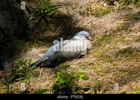 Wood Pigeon sunbathing Stock Photo