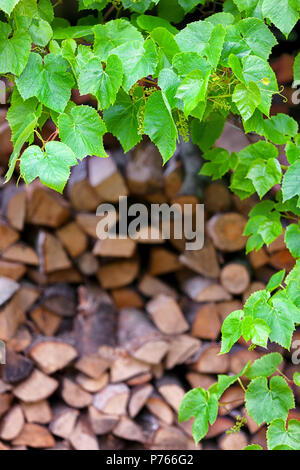 Green ivy beautiful pattern on the background of the firewood stacked against the wall Stock Photo