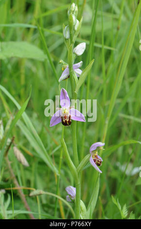 Flowers and buds on the flowering head of a Bee Orchid (Ophrys apifera). Rye Harbour Nature Reserve. Rye, Sussex, UK Stock Photo