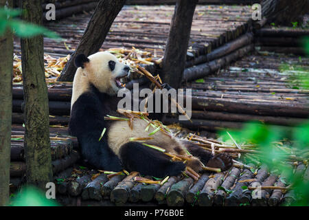 Giant Panda eating bamboo lying down on wood in Chengdu, Sichuan Province, China Stock Photo