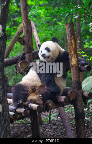 Giant Panda lying down on wood in Chengdu, Sichuan Province, China Stock Photo