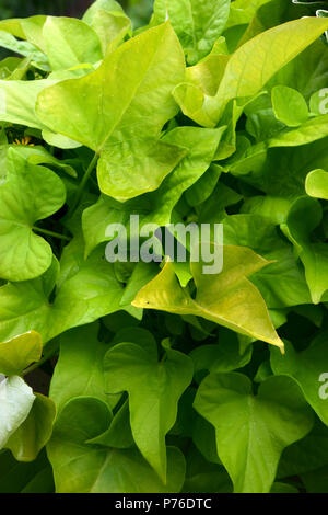 different shades of green leaves of pipevine, bright green leaves of an aristolochia macrophylla Stock Photo
