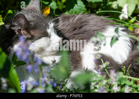 Cat relaxing in the garden among the catmint. Stock Photo