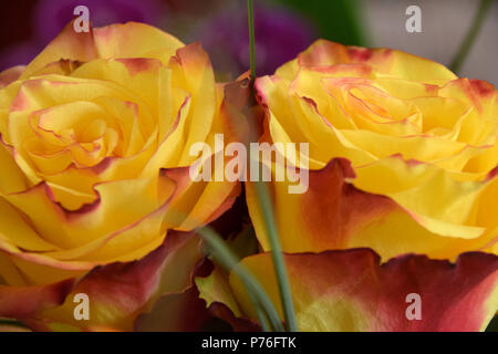 two roses close together as a symbol of a couple in love, yellow roses with a red border on petals Stock Photo