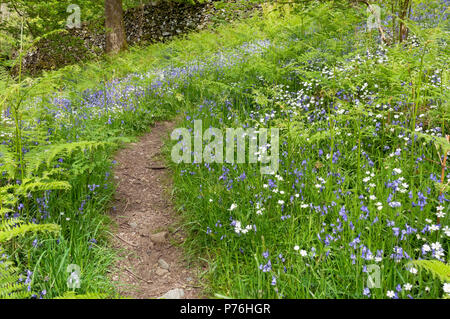 Footpath in woodland walk Bluebells and white greater stitchwort flowers in spring Banerigg Wood Cumbria England UK United Kingdom GB Great Britain Stock Photo